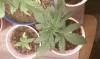 5-3-20-11.png 5-3-20-11.png
