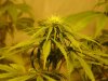 bud.jpg