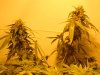 sour diesel, great white, day 18 014.jpg