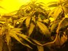 420 023.jpg