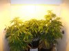 420 019.jpg