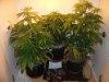 420 020.jpg