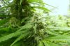 Frosty OG Kush.jpg