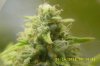 Trainwreck Day 38 flowering.jpg