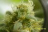 Day 39,OG Kush.jpg