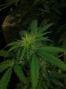 edl and plant 135.jpg edl and plant 135.jpg