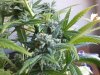 42 days of flowering (8).jpg