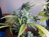 42 days of flowering (3).jpg