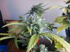 42 days of flowering (4).jpg