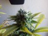 42 days of flowering (7).jpg