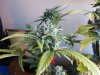 42 days of flowering (5).jpg