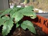 VanillaKush - leaf curl02.jpg