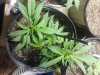 2011-03-23 12.15.31.jpg