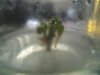 DSCF1136.jpg DSCF1136.jpg