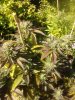 2011-03-24 15.44.36.jpg