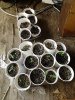 seedlings.jpg