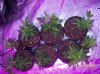 100_4919.JPG