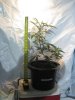 growing 014.jpg