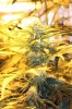 bud004.jpg bud004.jpg