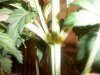 plant 1 preflower.jpg
