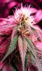 budzoom1.jpg
