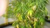 2010 03 24_0005.jpg 2010 03 24_0005.jpg