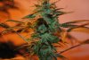 2 Weeks 2 Harvest "Let it Snow!"-1.jpg