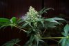 2 Weeks 2 Harvest "Let it Snow!"-11.jpg