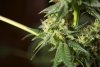 2 Weeks 2 Harvest "Let it Snow!"-13.jpg