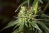 2 Weeks 2 Harvest "Let it Snow!"-14.jpg