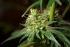 2 Weeks 2 Harvest "Let it Snow!"-15.jpg