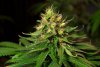 2 Weeks 2 Harvest "Let it Snow!"-16.jpg