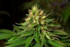 2 Weeks 2 Harvest "Let it Snow!"-17.jpg