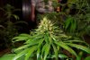 2 Weeks 2 Harvest "Let it Snow!"-18.jpg