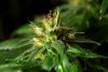 2 Weeks 2 Harvest "Let it Snow!"-19.jpg