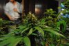 2 Weeks 2 Harvest "Let it Snow!"-2.jpg