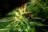 2 Weeks 2 Harvest "Let it Snow!"-21.jpg