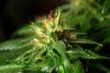 2 Weeks 2 Harvest "Let it Snow!"-22.jpg