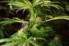 2 Weeks 2 Harvest "Let it Snow!"-23.jpg