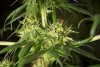 2 Weeks 2 Harvest "Let it Snow!"-24.jpg