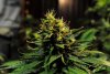 2 Weeks 2 Harvest "Let it Snow!"-3.jpg
