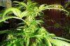 2 Weeks 2 Harvest "Let it Snow!"-30.jpg