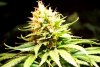 2 Weeks 2 Harvest "Let it Snow!"-31.jpg