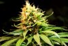 2 Weeks 2 Harvest "Let it Snow!"-32.jpg