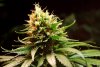 2 Weeks 2 Harvest "Let it Snow!"-33.jpg