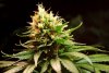 2 Weeks 2 Harvest "Let it Snow!"-34.jpg