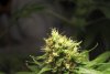 2 Weeks 2 Harvest "Let it Snow!"-35.jpg