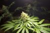 2 Weeks 2 Harvest "Let it Snow!"-37.jpg