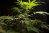 2 Weeks 2 Harvest "Let it Snow!"-38.jpg
