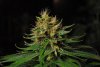 2 Weeks 2 Harvest "Let it Snow!"-4.jpg